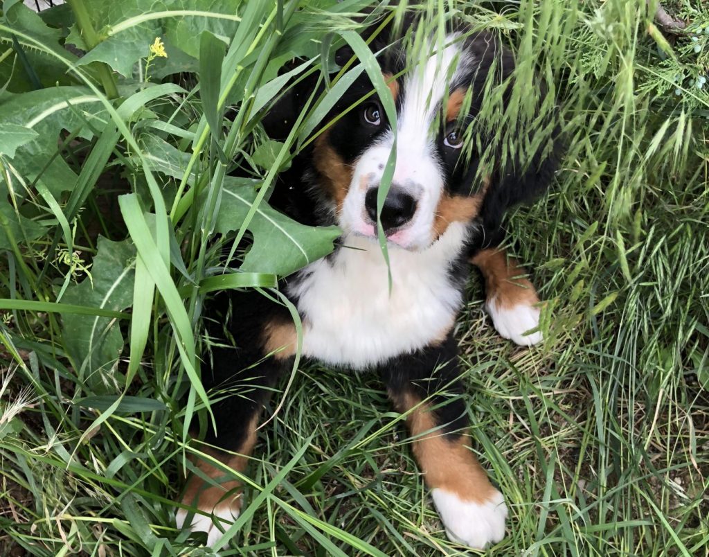 Montana Berners - Breeders of Exceptional Bernese Mountain dogs and Bernedoodles