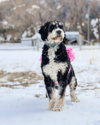 Miso F1 Bernedoodle Puppy