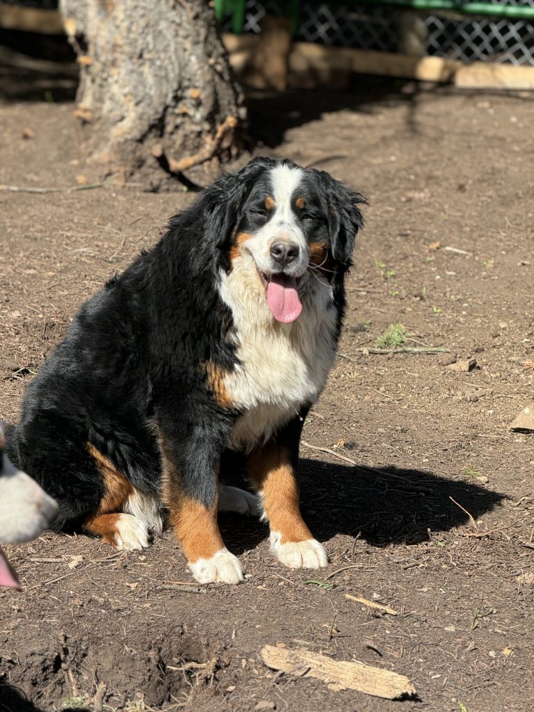 Fiona Bernese Mountain Dog 