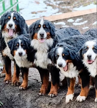Bernese MT Dog group