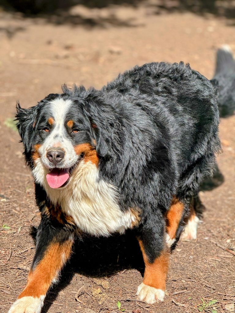 Fiona Bernese Mountain Dog 
