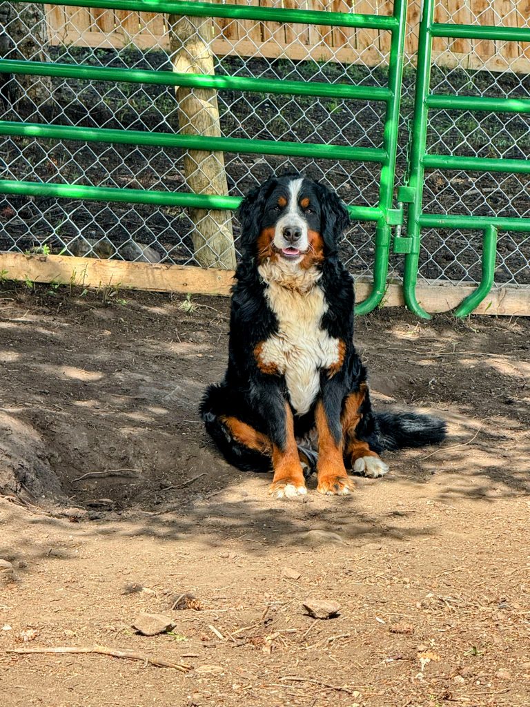 Layla