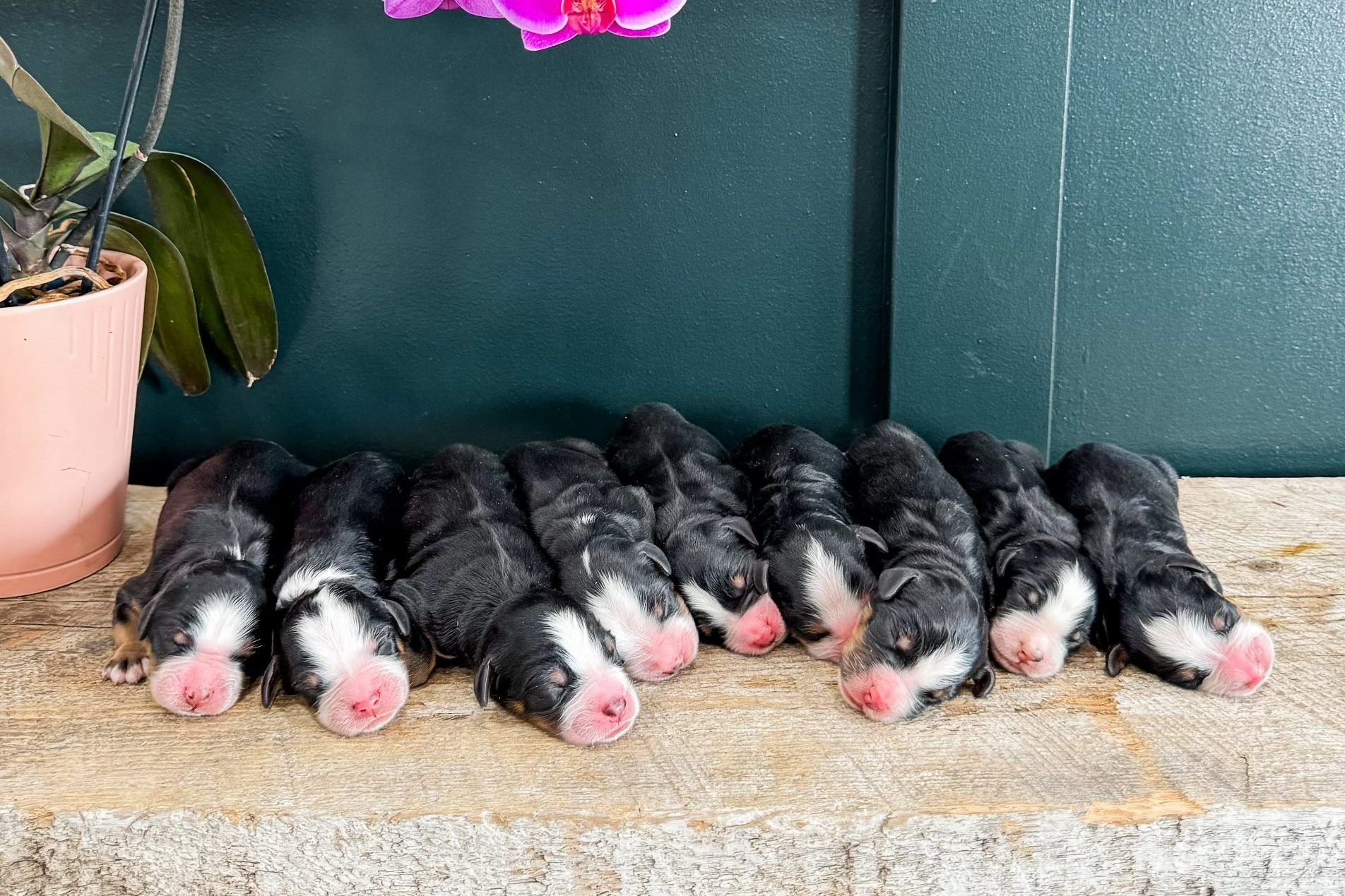 main image for puppy page One week old Bernese mountain dog puppies